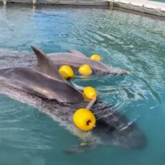 楽しそうにおもちゃで遊んでいるパルビビです🐬