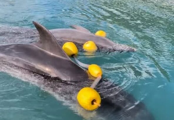 楽しそうにおもちゃで遊んでいるパルビビです🐬