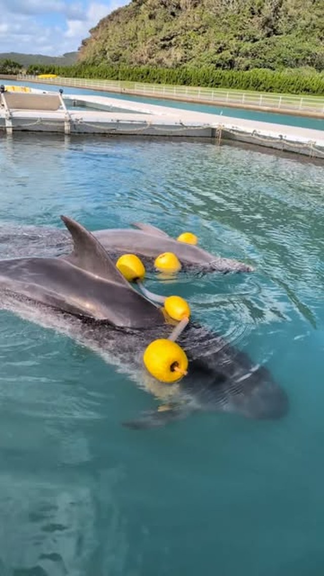 楽しそうにおもちゃで遊んでいるパルビビです🐬