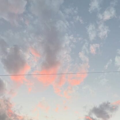 夕焼けと猫🌅🐈綺麗な写真が撮れました✨みなさん、誰が歩いてるかわかりますか？