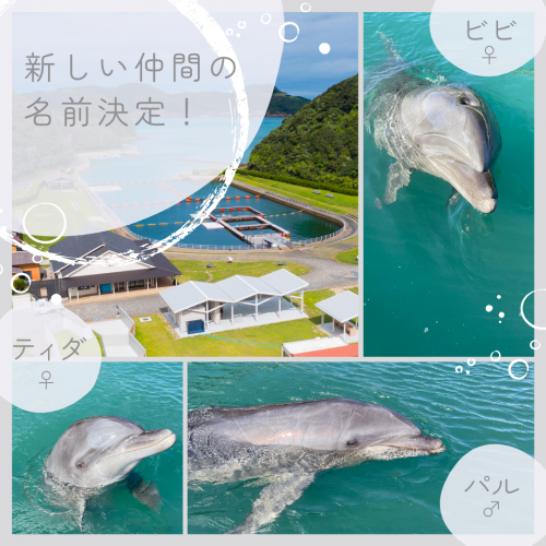 新しい仲間の名前決定 – 壱岐イルカパーク＆リゾート